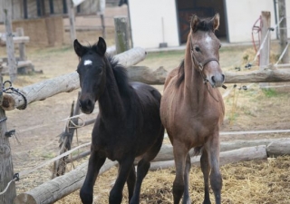 Excursiones a caballo